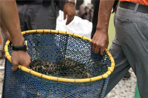 第二届武隆大闸蟹秋捕节开捕 60万只阳澄湖大