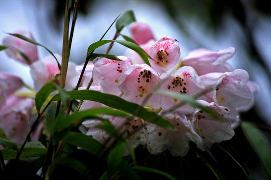 万元奖金 石柱征集旅游LOGO