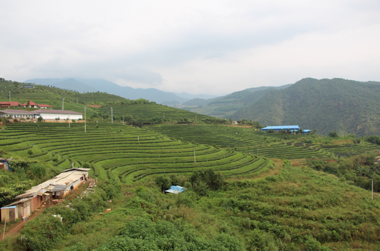 荣康达乌龙茶庄园