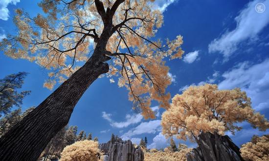 长沙至云南昆明仅需4小时 云南石林来湖南招商