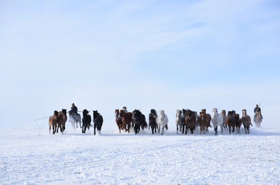 内蒙古冬季群马奔腾