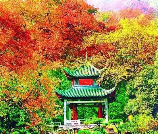 又到一年赏枫季 11月20日岳麓山办红枫节