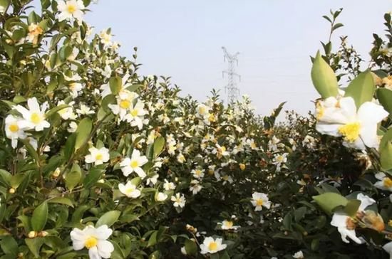 白塔畈:茶山花海 先驱故里