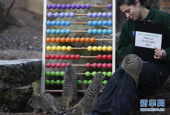 1月3日，在英国伦敦，几只猫鼬在伦敦动物园玩耍。当日，伦敦动物园举行年度盘点。 新华社记者韩岩摄