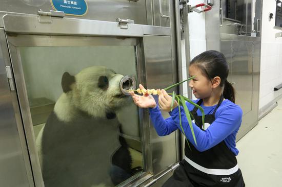 “约会大熊猫”给大熊猫喂食 来源：香港海洋公园