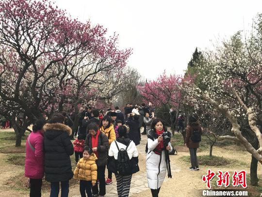 南京梅花提早绽放,赏梅地游人如织。 杨颜慈 摄