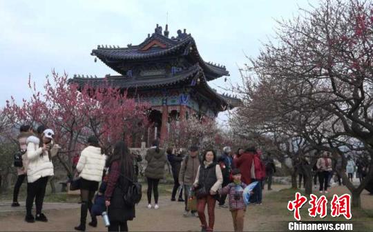 南京梅花提早绽放,赏梅地游人如织。 李珂 摄