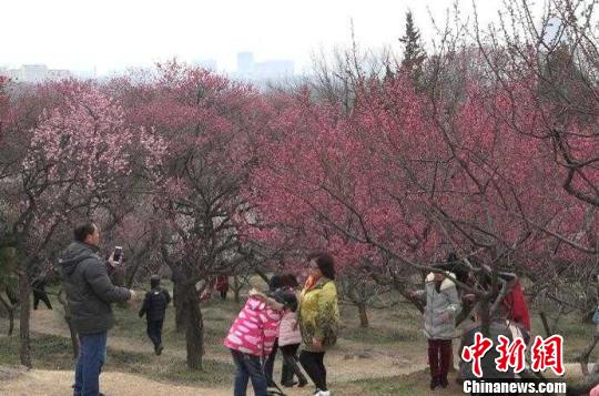 南京梅花提早绽放,赏梅地游人如织。 李珂 摄