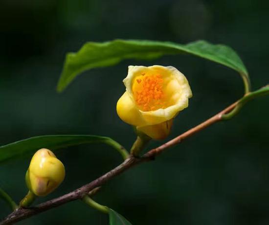 盛放的金茶花 图：新浪博主：@一洲摄影