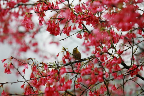 停落在樱花树枝头上的鸟 图：新浪博主：@老骆驼