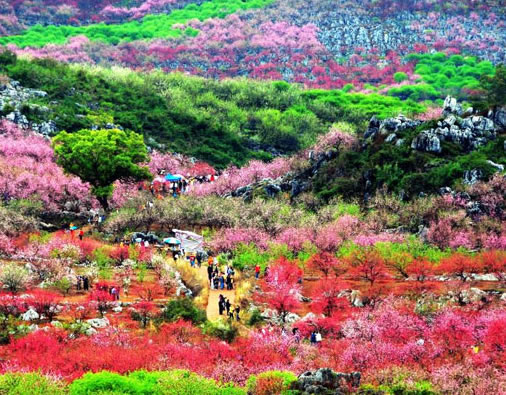 长丰陶楼乡桃林花海