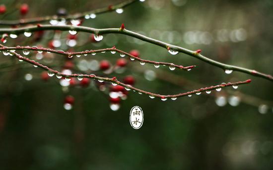 雨水节气 （图：网络）