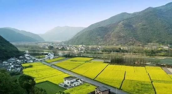 唐村油菜花田 (图:@石台牯牛降风景区)