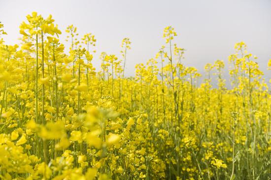 油菜花