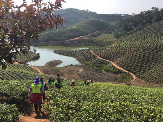 云南傣医药助力热带雨林穿越赛 傣灸傣浴放光