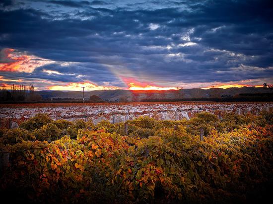 秋天的霍克斯湾（Hawke's Bay） 来源： New Zealand Wine官方网站