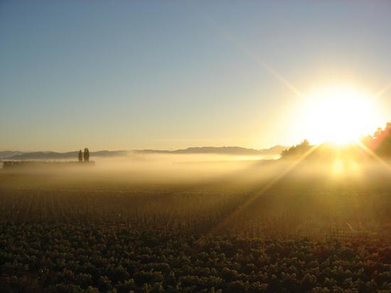 在吉斯本（Gisborne）的酒庄迎接全世界第一缕阳光 来源： New Zealand Wine官方网站
