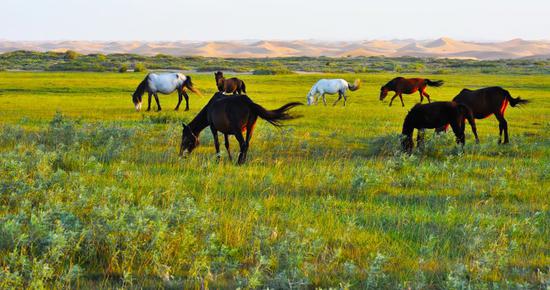 中卫开启旅游市场联合营销宣传模式 助力全域