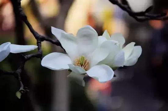 玉兰花(图源:巨石山官网)