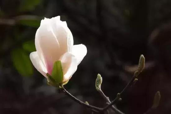 玉兰花(图源:巨石山官网)