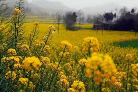 油菜花(图源:巨石山官网)