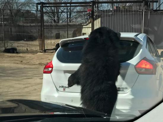 八达岭野生动物园小轿车遭黑熊围堵