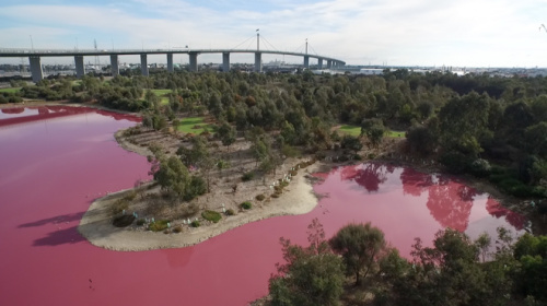 这个湖泊的湖水变成了粉红色。（图片来源：澳大利亚维多利亚州公园）