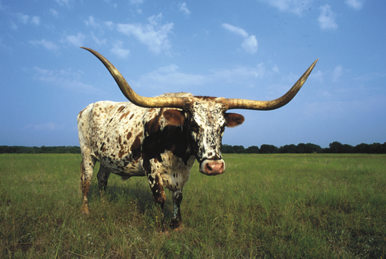 德克萨斯州长角牛