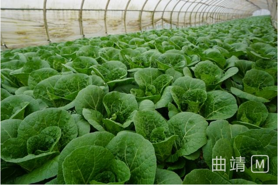 千亩蔬菜成为月望西海子美丽乡村风景线