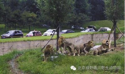 在动物园自驾区官方介绍资料图片中显示,一条壕沟将游客与猛兽隔离开。受访者供图