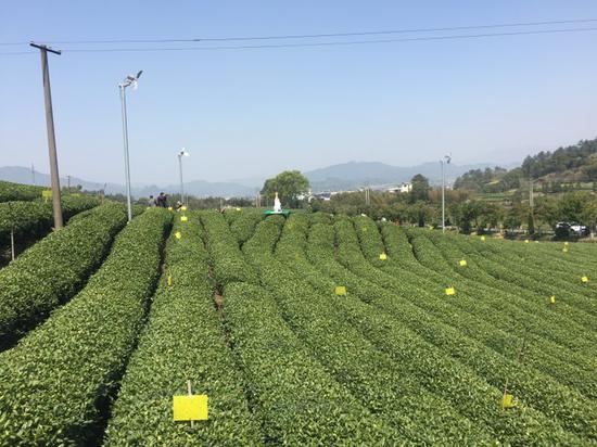 大木山骑行茶园