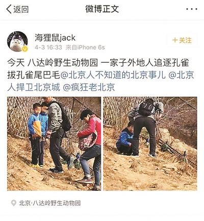 此前网友称“游客拔孔雀毛”引关注