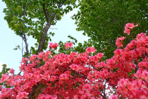 花色美景