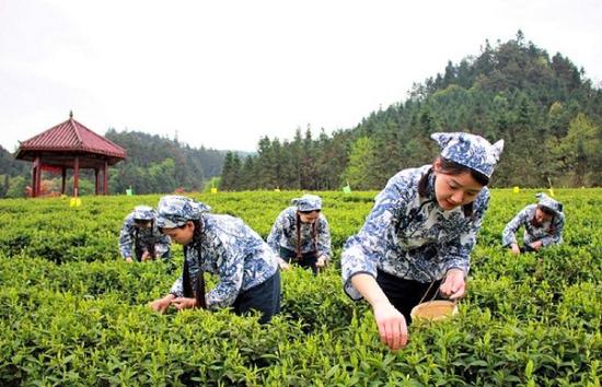 春季邀你来采茶--安化举行黑茶开园仪式 2017年茶产业目标150亿元_新浪旅游_新浪网