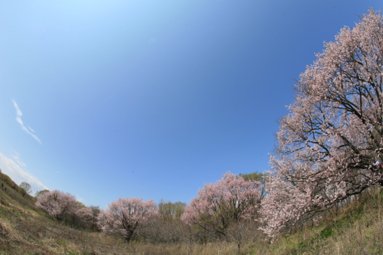 兴凯湖堤岸赏十里杏花