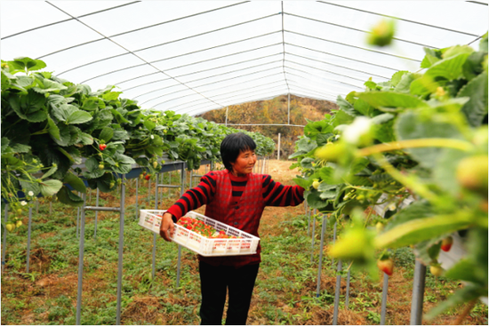 西安向西1.5h 相约中国莓谷共度欢乐莓好时光