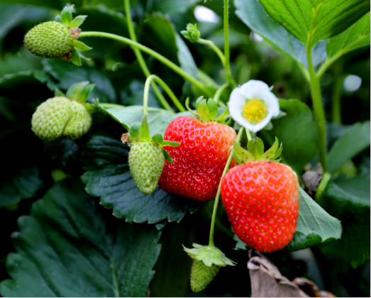 西安向西1.5h 相约中国莓谷共度欢乐莓好时光