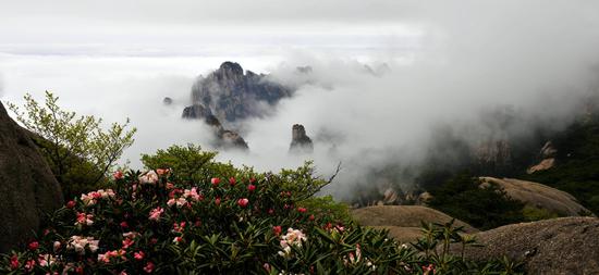 黄山云海和杜鹃