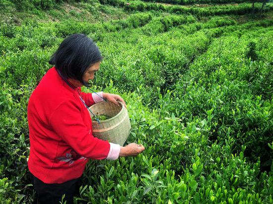 平昌大做 茶 文章 走上 旅游+互联网 融合之路