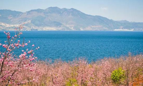 抚仙湖东岸500亩樱花盛开