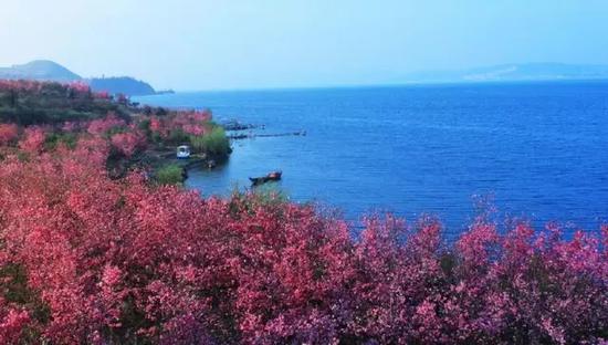 抚仙湖东岸500亩樱花盛开