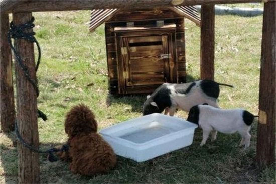 网传宿州野生动物园里养着泰迪狗、小香猪。（网络图片）