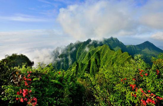 秀山邀你赏川河盖遍山映山红