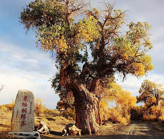 中国旅游新闻网：互动视界原创纪录综艺节目《像诗一样的旅行》火热开播