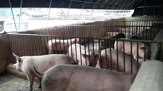 【七彩云南全国媒体走进怒江】焕然一新的村庄--兰坪县金顶镇下高坪村_新浪旅游_新浪网