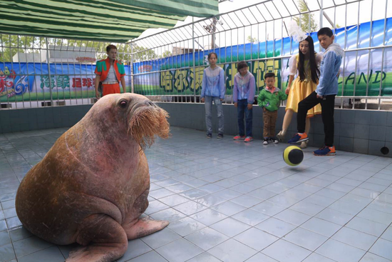 和海象踢足球 孩子们六一在极地馆玩嗨了