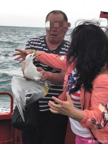 一帮人抓海鸥拍照 脖子和翅膀都快扯断了