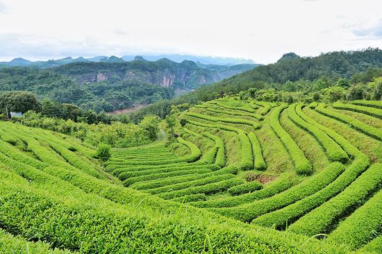 境元茶舍的茶山,可远眺大金湖