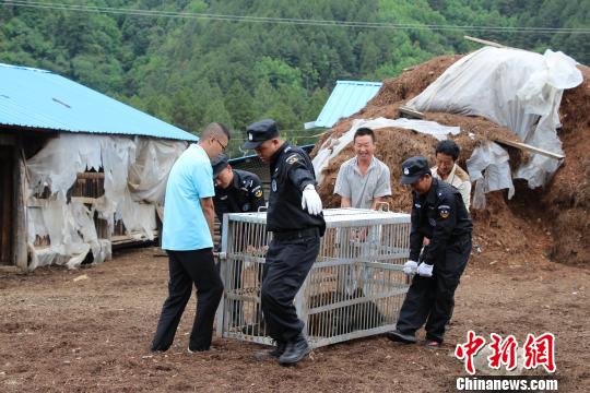 民警解救黑熊。 钟欣 摄