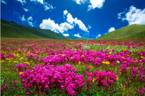 待到7月 花开遍地 木雅圣地便是花的海洋